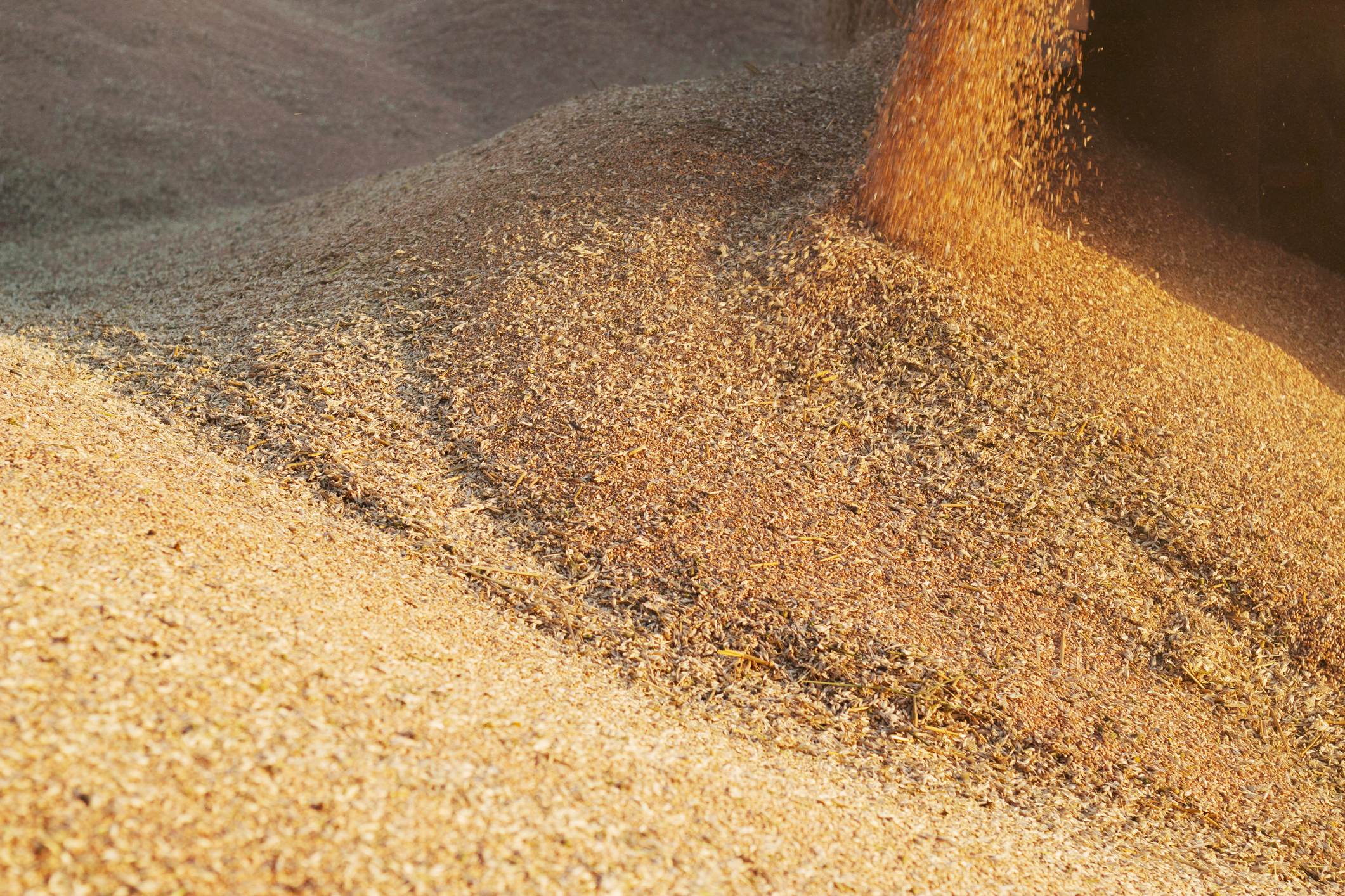 pouring wheat grains in the storage after harvesting