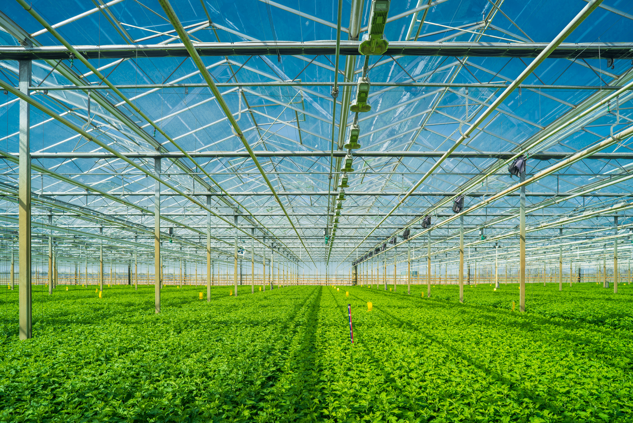 interior of a commercial greenhouse in the netherlands